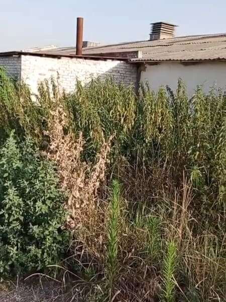 Заросший участок в Краснодаре до расчистки